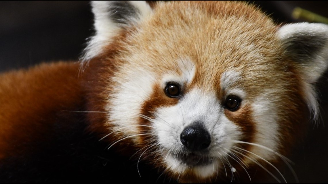 Louisville Zoo new red panda Sundara to zoo