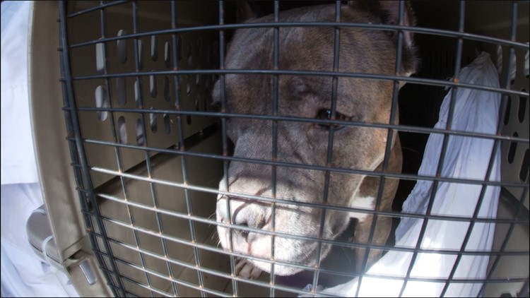 Around 10 dogs rescued from Iowa breeder heading to Louisville