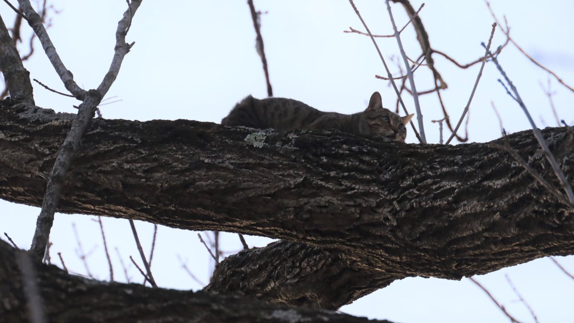 Boy rescued after getting stuck trying to help cat from tree