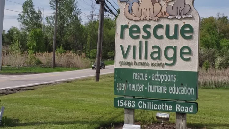 11bd7fb8 cdde 4a48 9885 https://rexweyler.com/rescue-village-helps-cats-from-south-carolina/