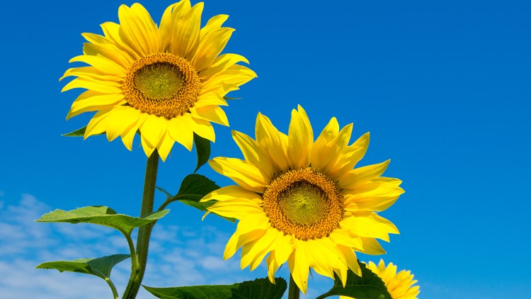 5a6919be 5a72 4eed 8327 https://rexweyler.com/cut-your-own-sunflowers-at-rogish-farm-in-chesterland/