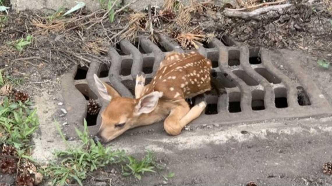 Baby deer store rescue near me