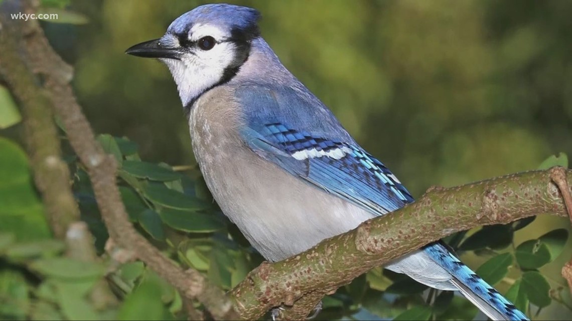 National Bird Day activities 2022 - Vimarsana News