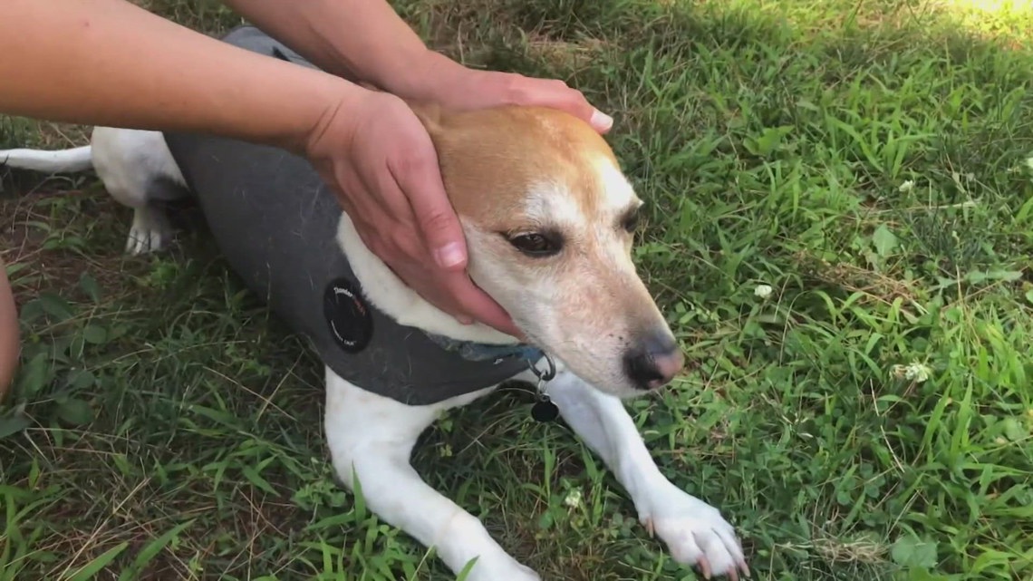 How to prepare your pets for fireworks