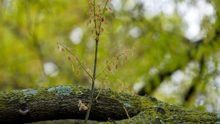 Allergy season is getting longer and worse. Here's how to fight back.
