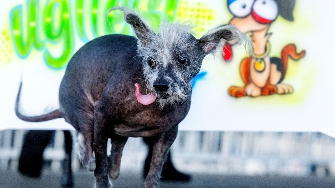 2023 World's Ugliest Dog competition winner Scooter wins