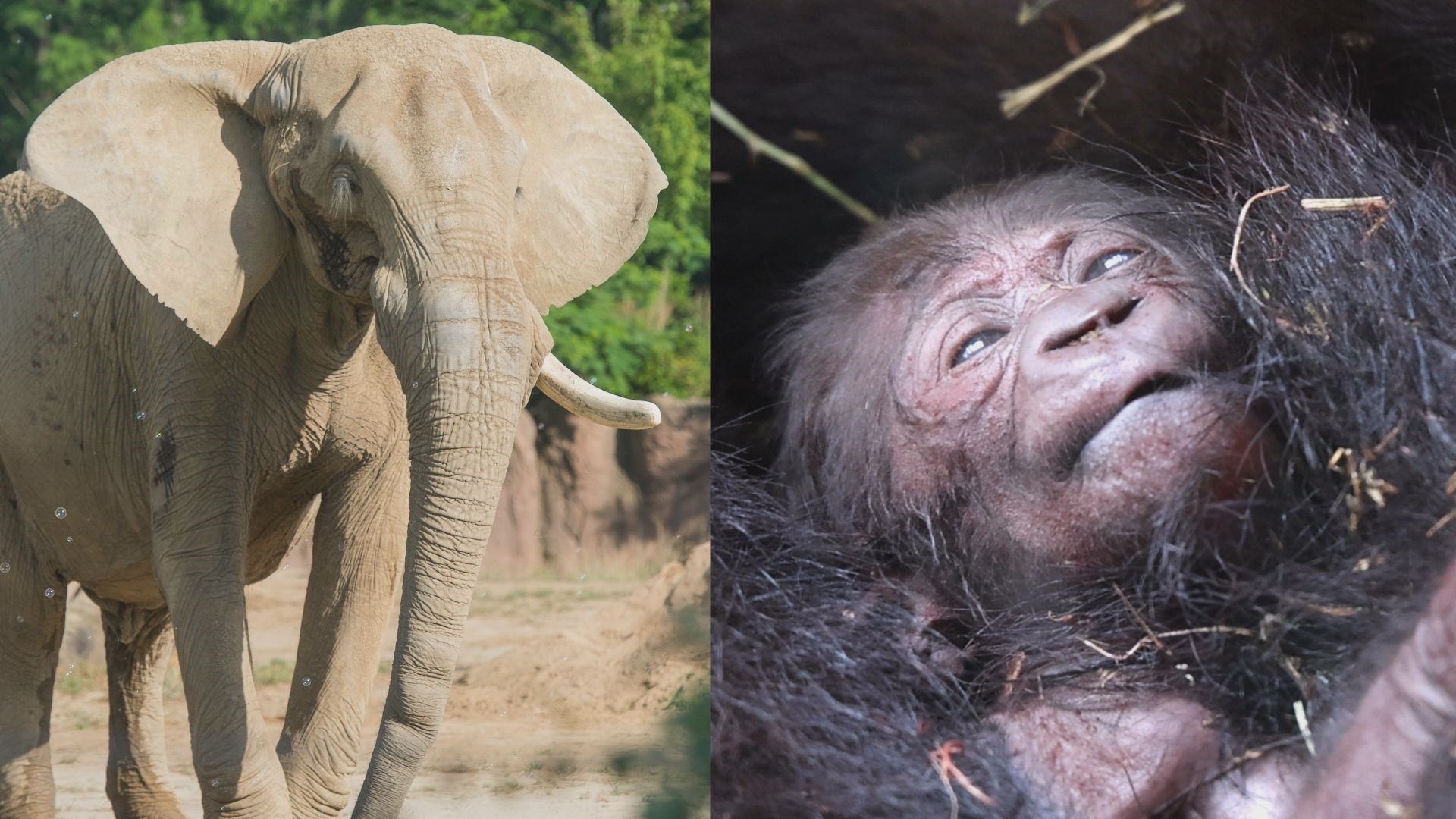 As the Cleveland Metroparks Zoo mourns the death of one of their elephants, they’re also celebrating the birth of a new baby gorilla.