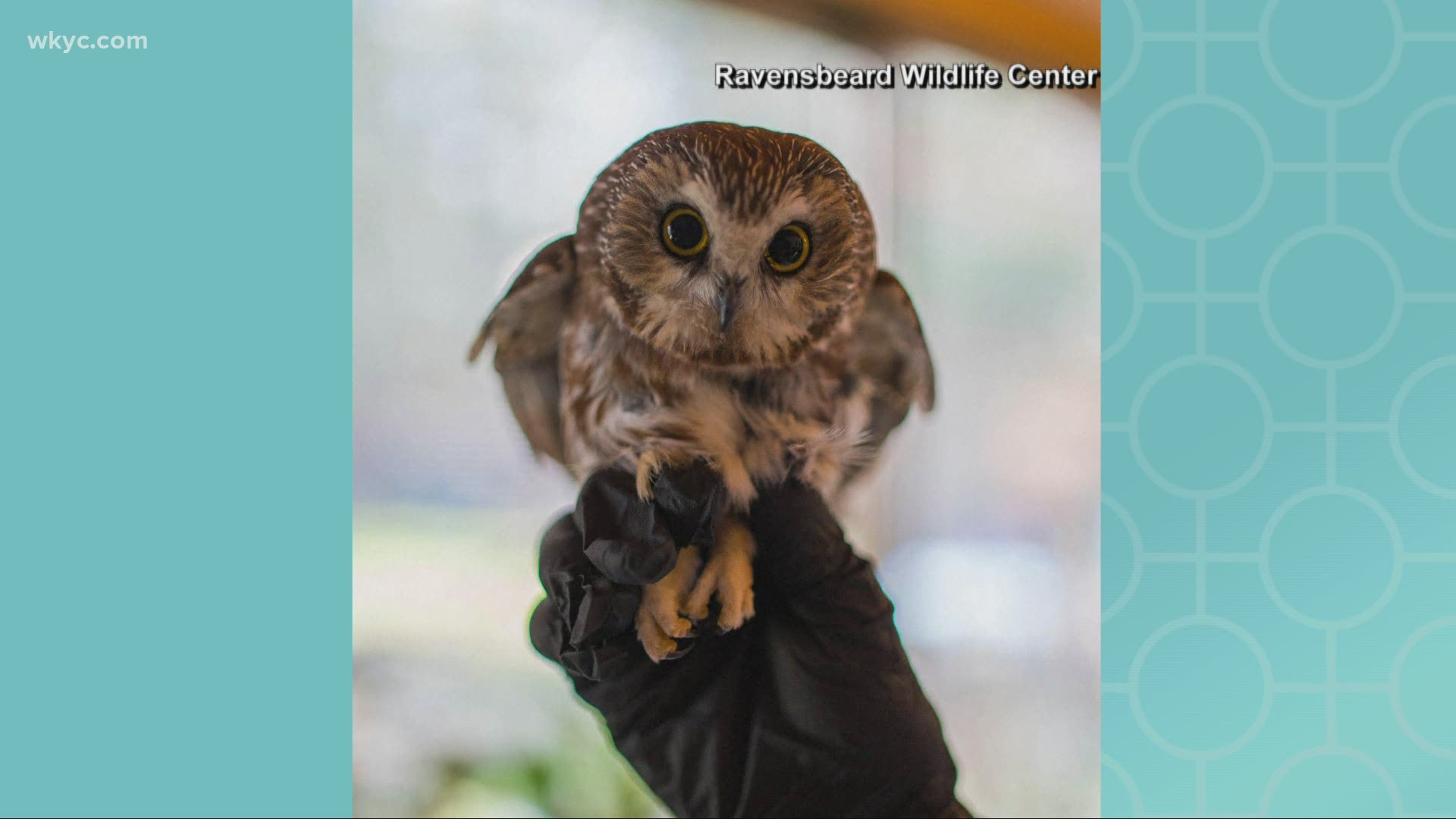 You may remember the owl that was found in the Rockefeller Christmas tree. She is finally home in the wild!