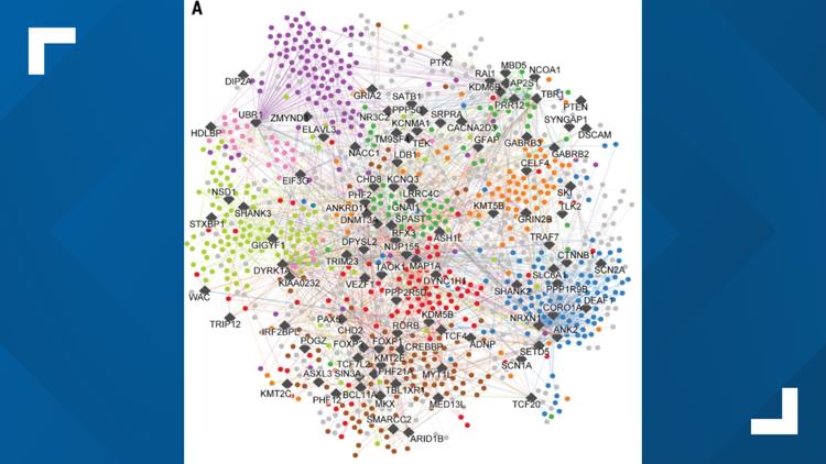 New autism protein map offers path toward targeted treatments, doctors say
