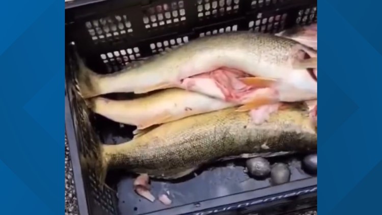 俄亥俄州钓鱼锦标赛在争议中结束，获胜者被抓到有重量的白眼鱼
