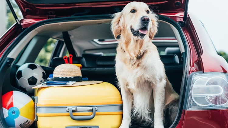 Planning the 'pawfect' getaway: More hotels are welcoming pets as guests