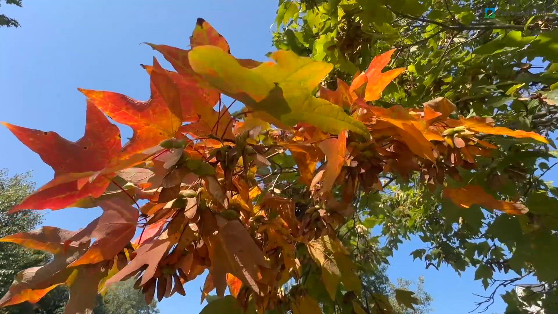 Daily Dose: Fall allergies, a surprising BMI study and why dogs are good for your health