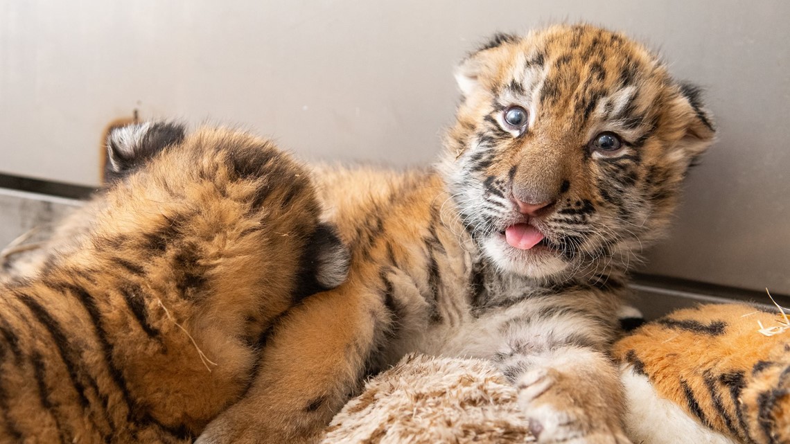 Three Amur tiger cubs born at Minnesota Zoo after father's death