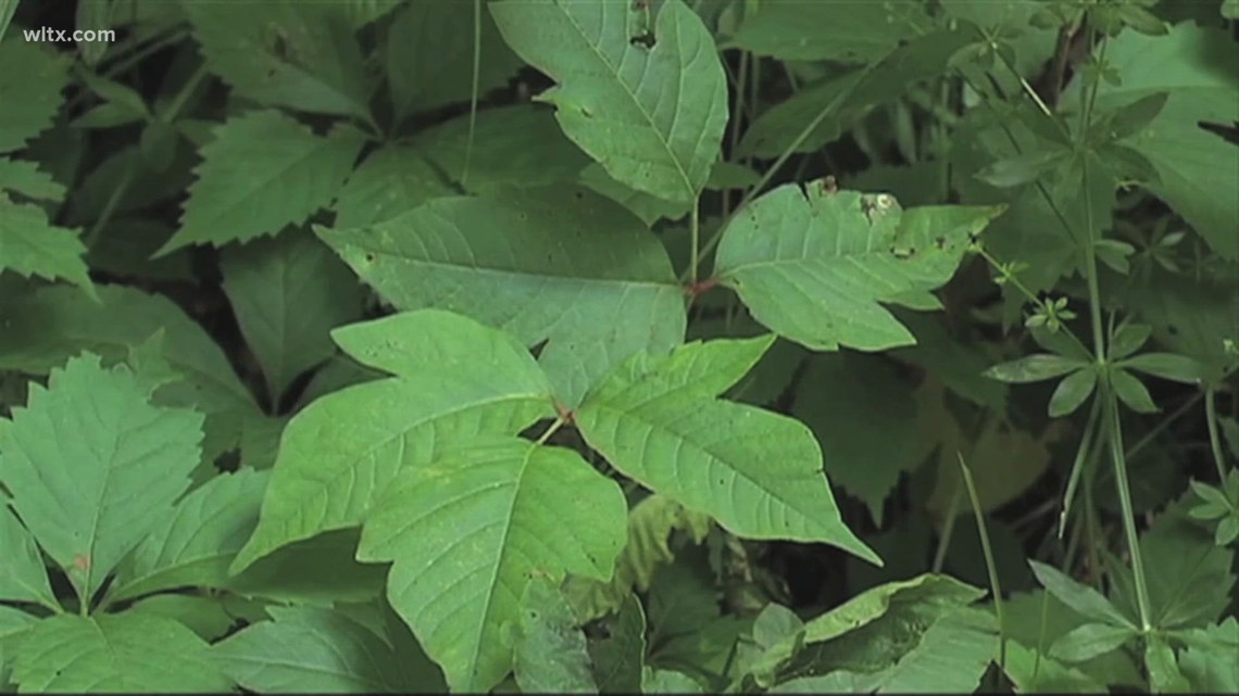 Leaves of three let it be? Poison Ivy facts | verifythis.com