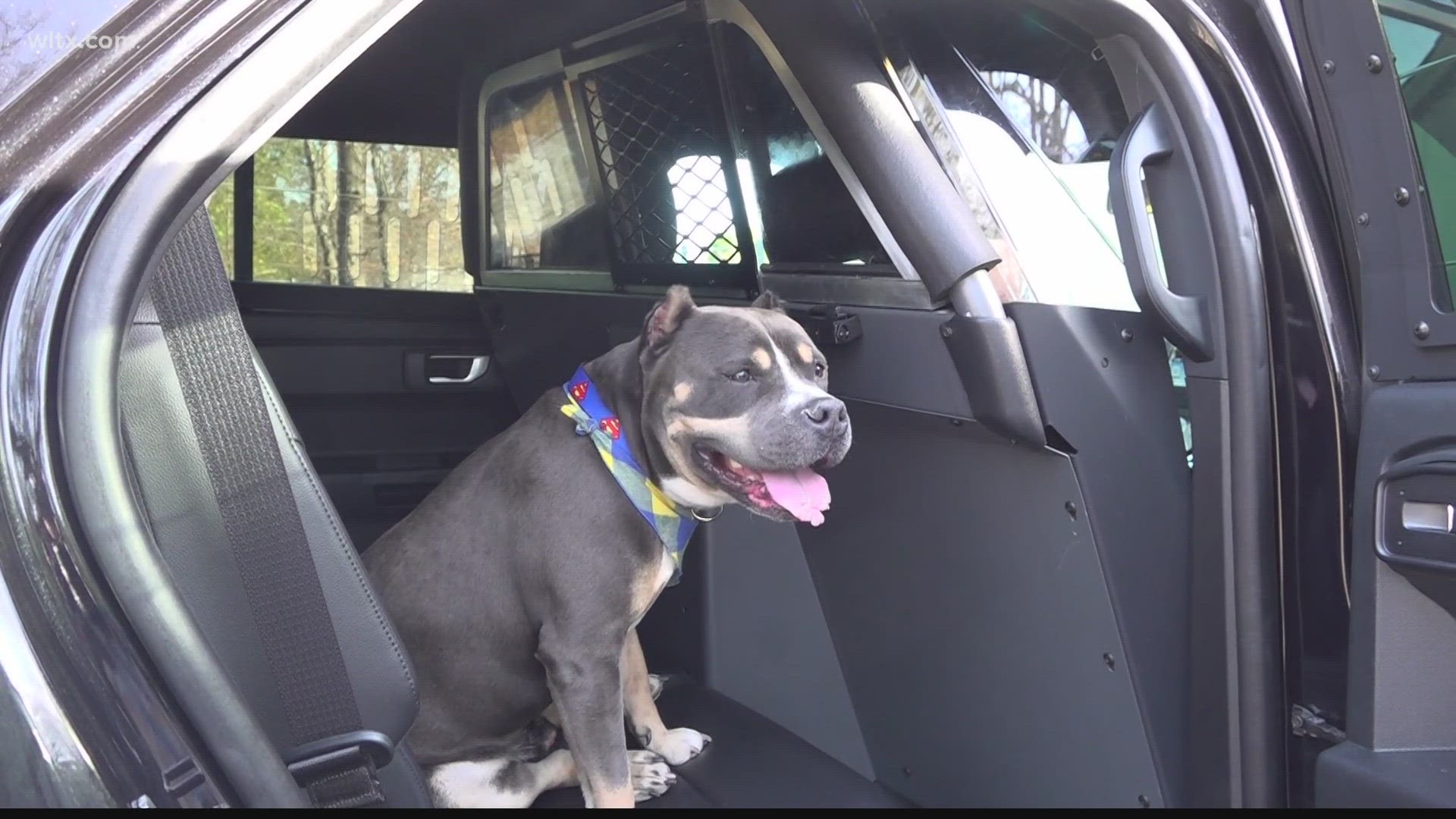 The sheriff's department rescued a dog that has become their "mascot".