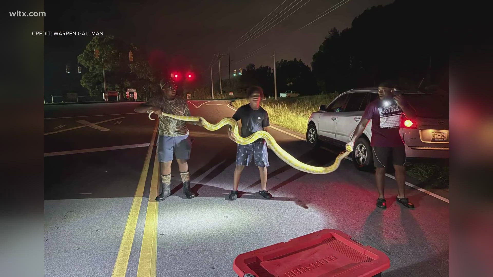 Large python captured in small South Carolina town | wnep.com