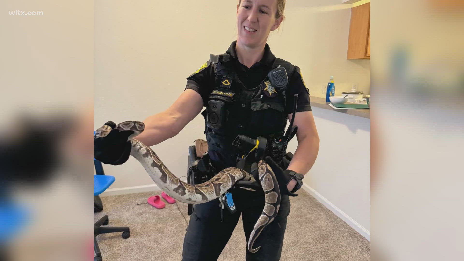 A Black ball python was stuck in a woman's wall, near her toilet.  Needless to say she called Richland County Deputies who came to help. 