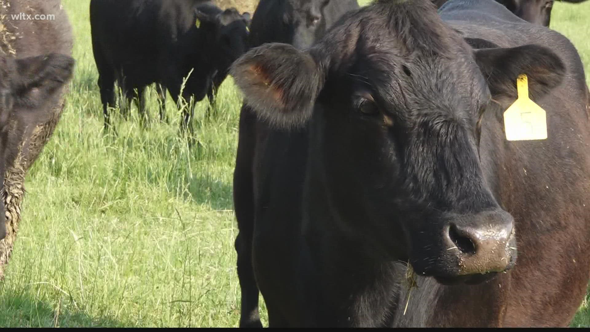 You may have noticed the price of beef is skyrocketing. Here's how local farmers say they are being impacted.