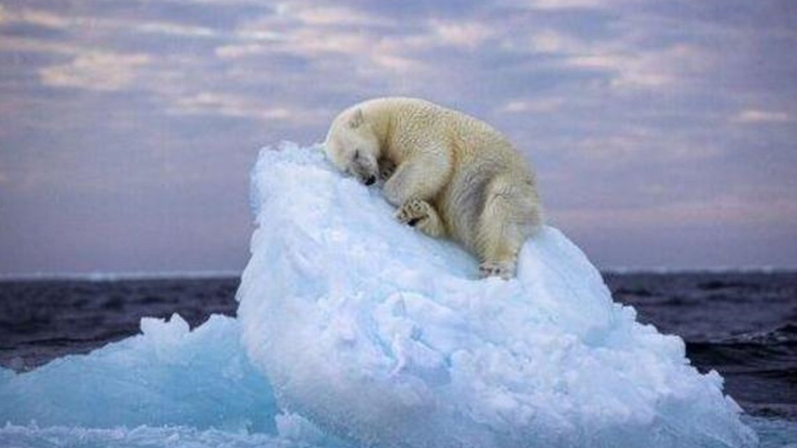Sleepy polar bear image wins prestigious wildlife photo award - Vimarsana News