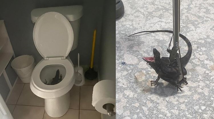 Florida woman surprised by massive iguana in toilet