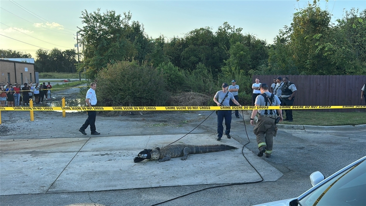 Alligator captured in McDonald's parking lot in Macon