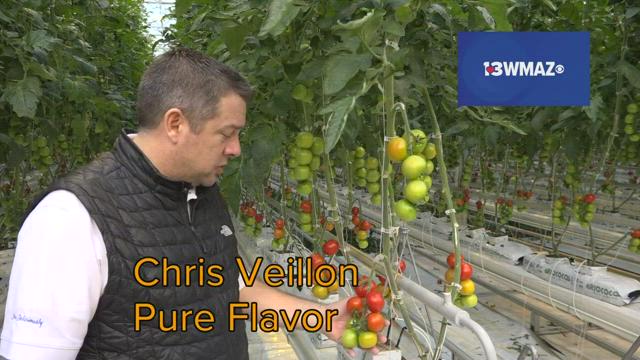 Pure Flavor will ship several varieties of fresh Georgia grown tomatoes and cucumbers across the southeast year-round.