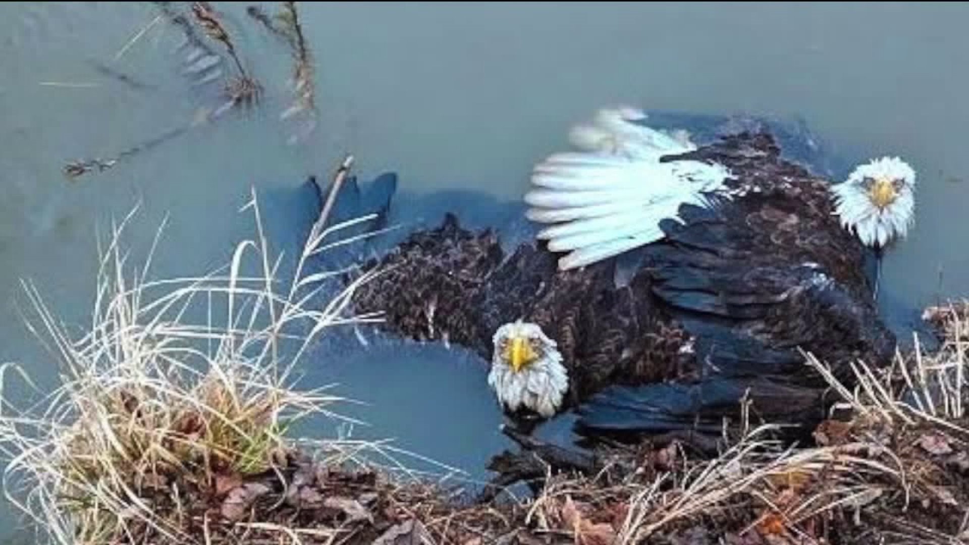 Tangled Eagles Rescued From River Near Bloomsburg