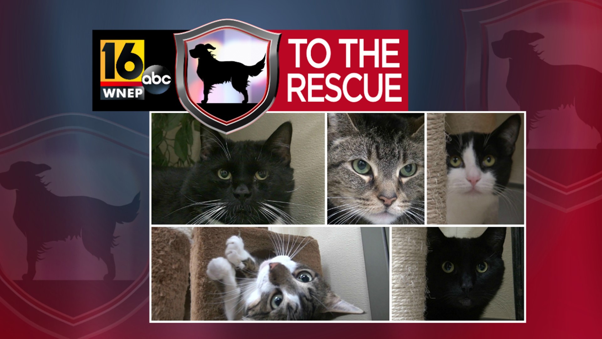 The shelter in Lackawanna County has lots of kitties that need forever homes.