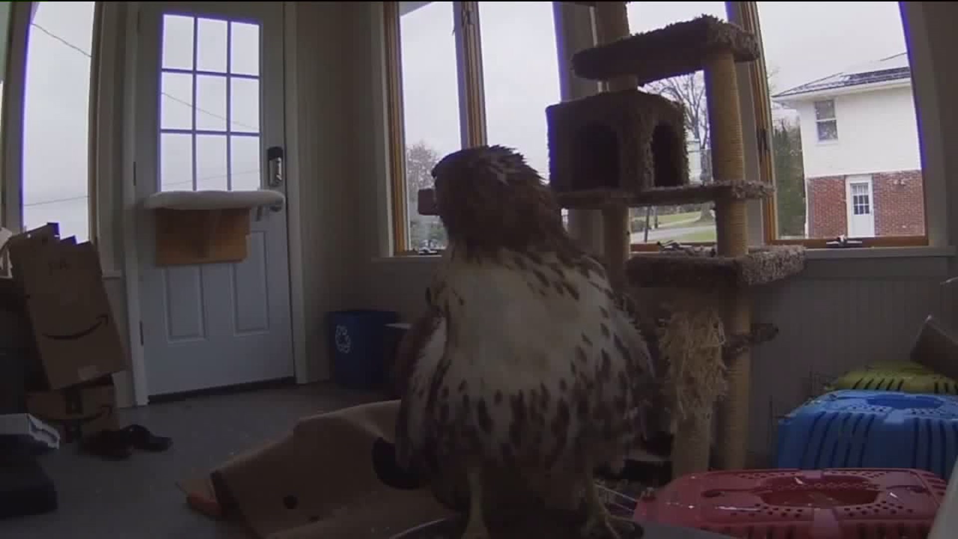 Hawk Makes Smashing Entrance into Home