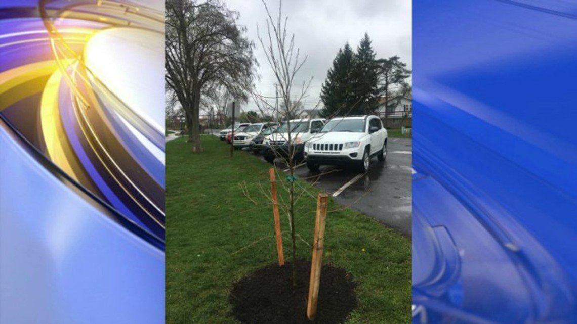 On Rainy Arbor Day, Shade Tree Commission Plants | wnep.com