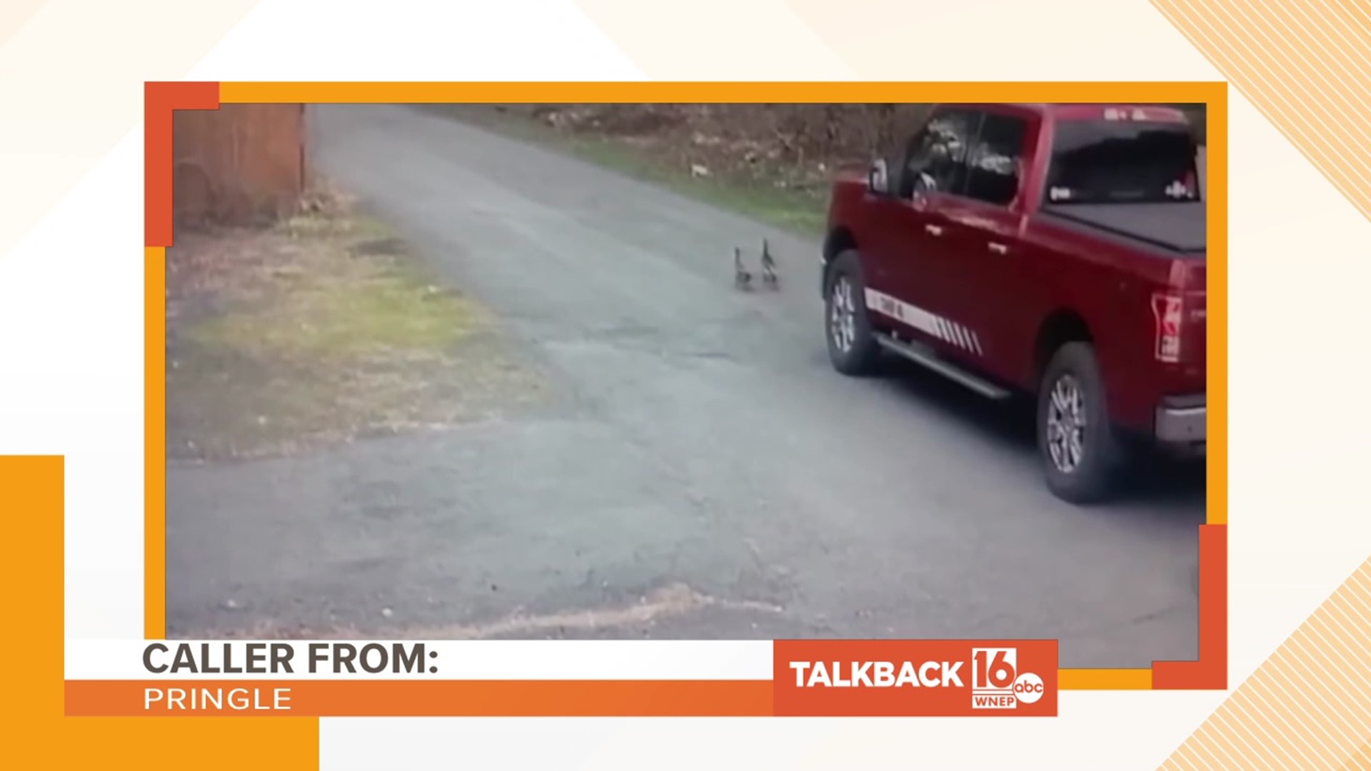 Callers voice their opinions about the video showing a fire chief running over and killing ducks in Girardville.