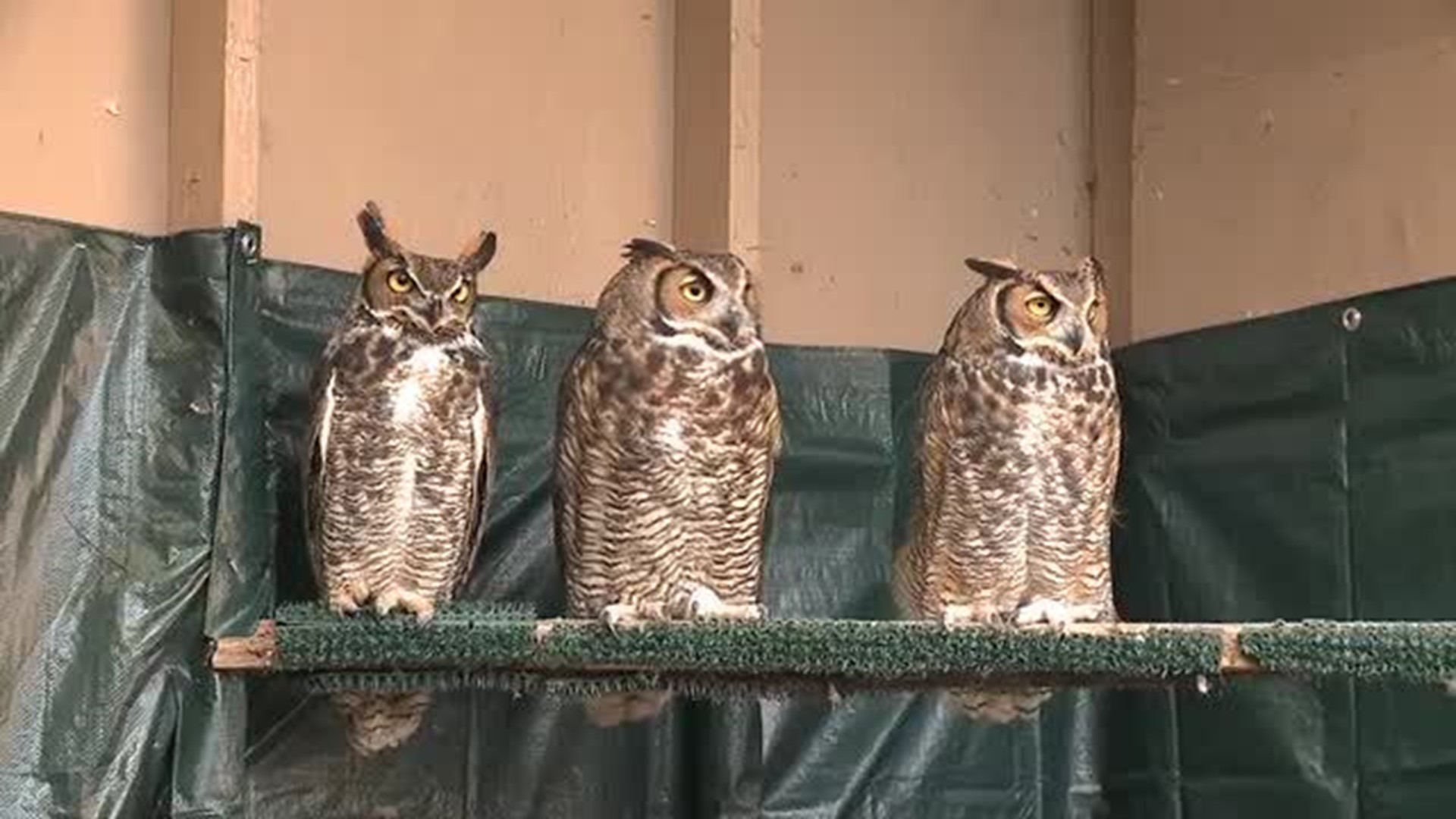 Great Horned Owl Release