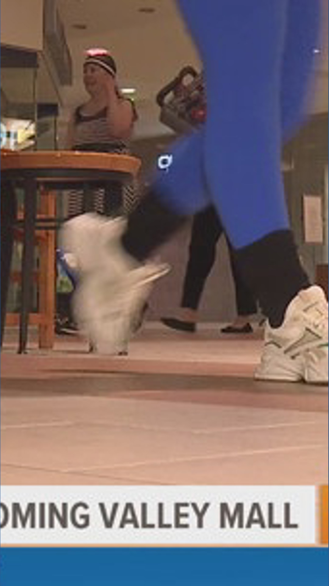 Power walking at the Wyoming Valley Mall | wnep.com