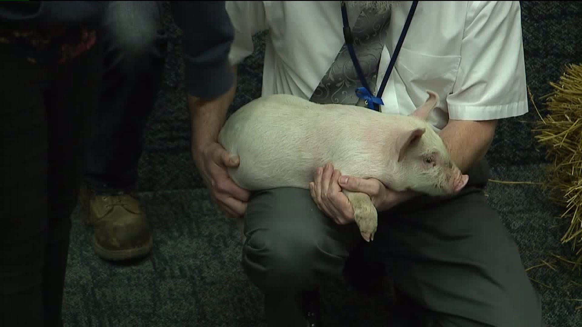 Principal Pecks a Pig After Losing a Bet in Luzerne County
