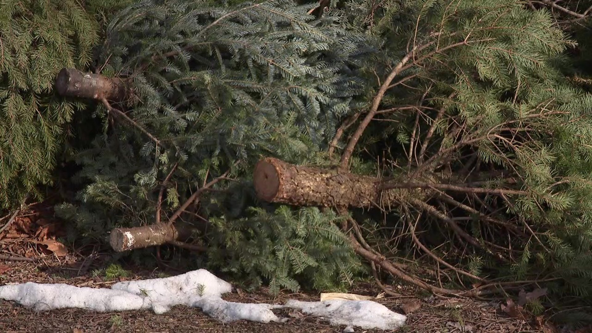 Now that the holiday season is over, you might find yourself tossing your Christmas tree to the curb. But before you send out your spruce, consider donating it.