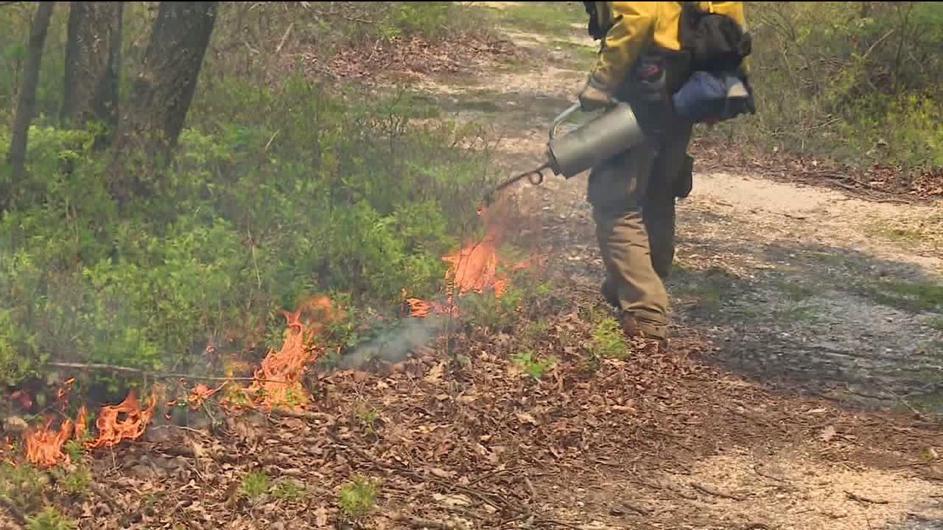 Controlled Burn Used to Improve Game Lands in Schuylkill County