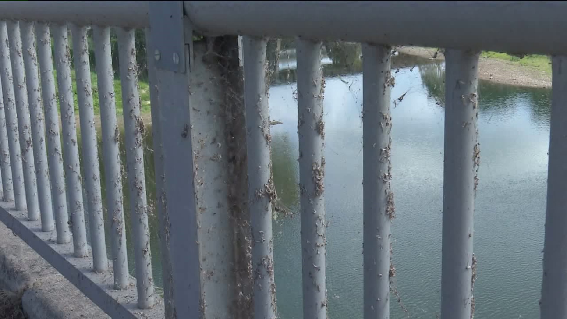 Dead Bugs on Bridge Result in Smelly Situation