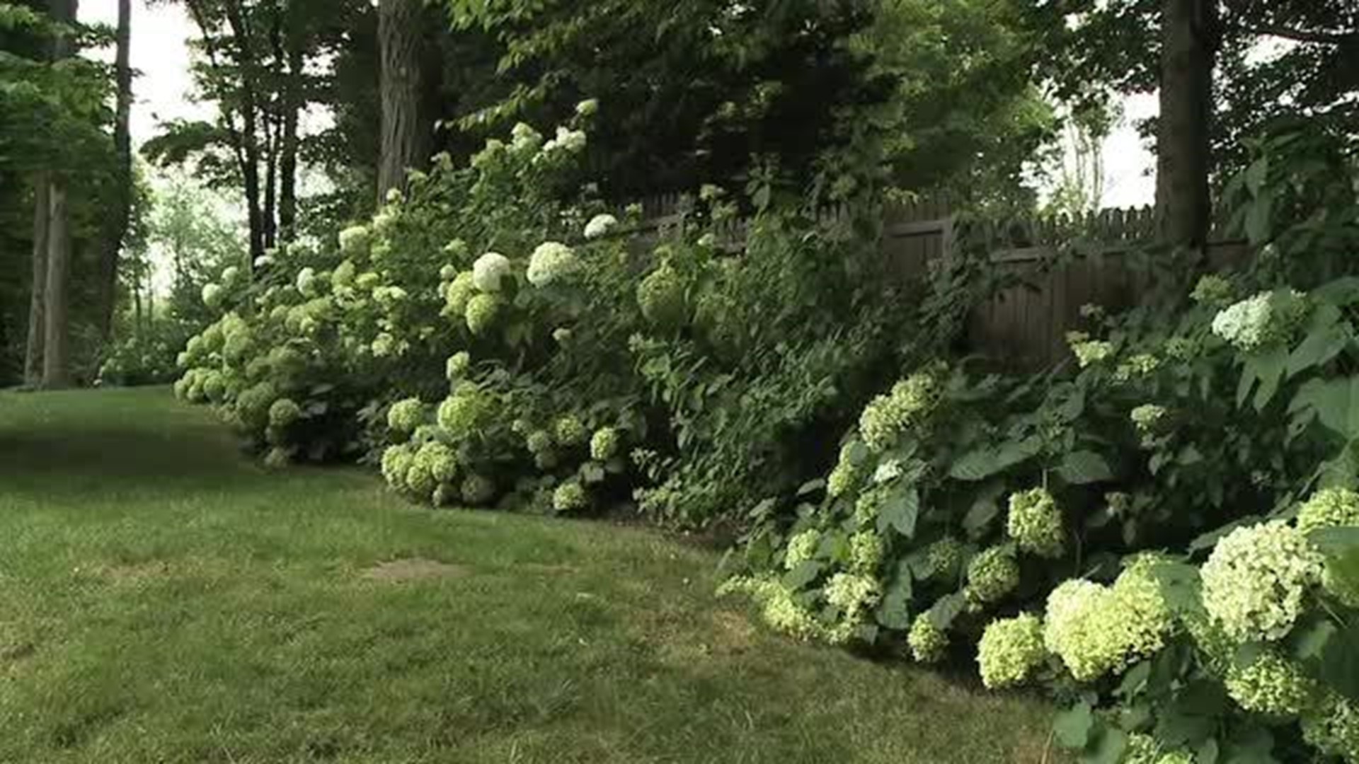 Landscaping with Hydrangeas (Part 2)