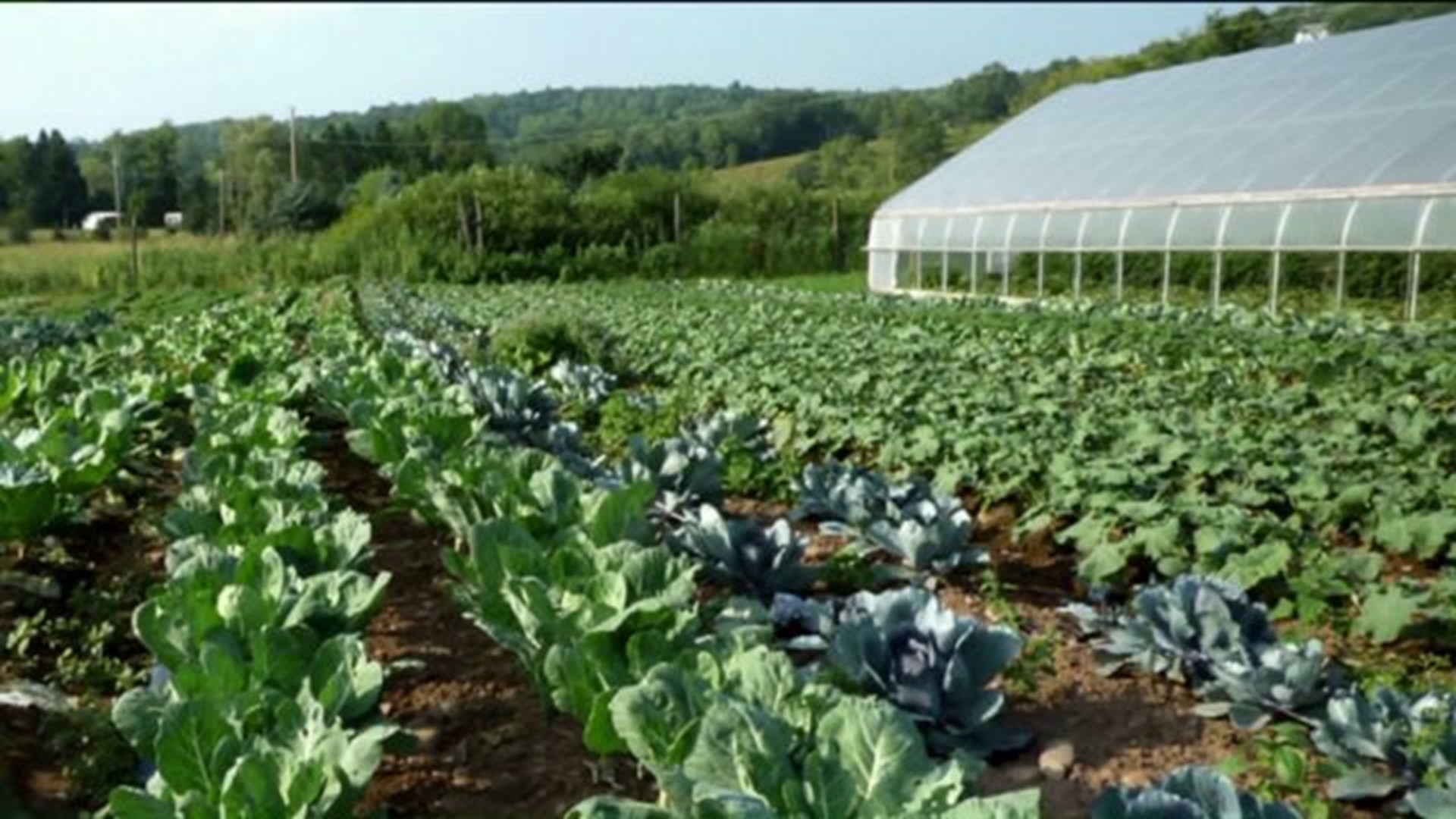For Sale: Organic Farm in Wayne County