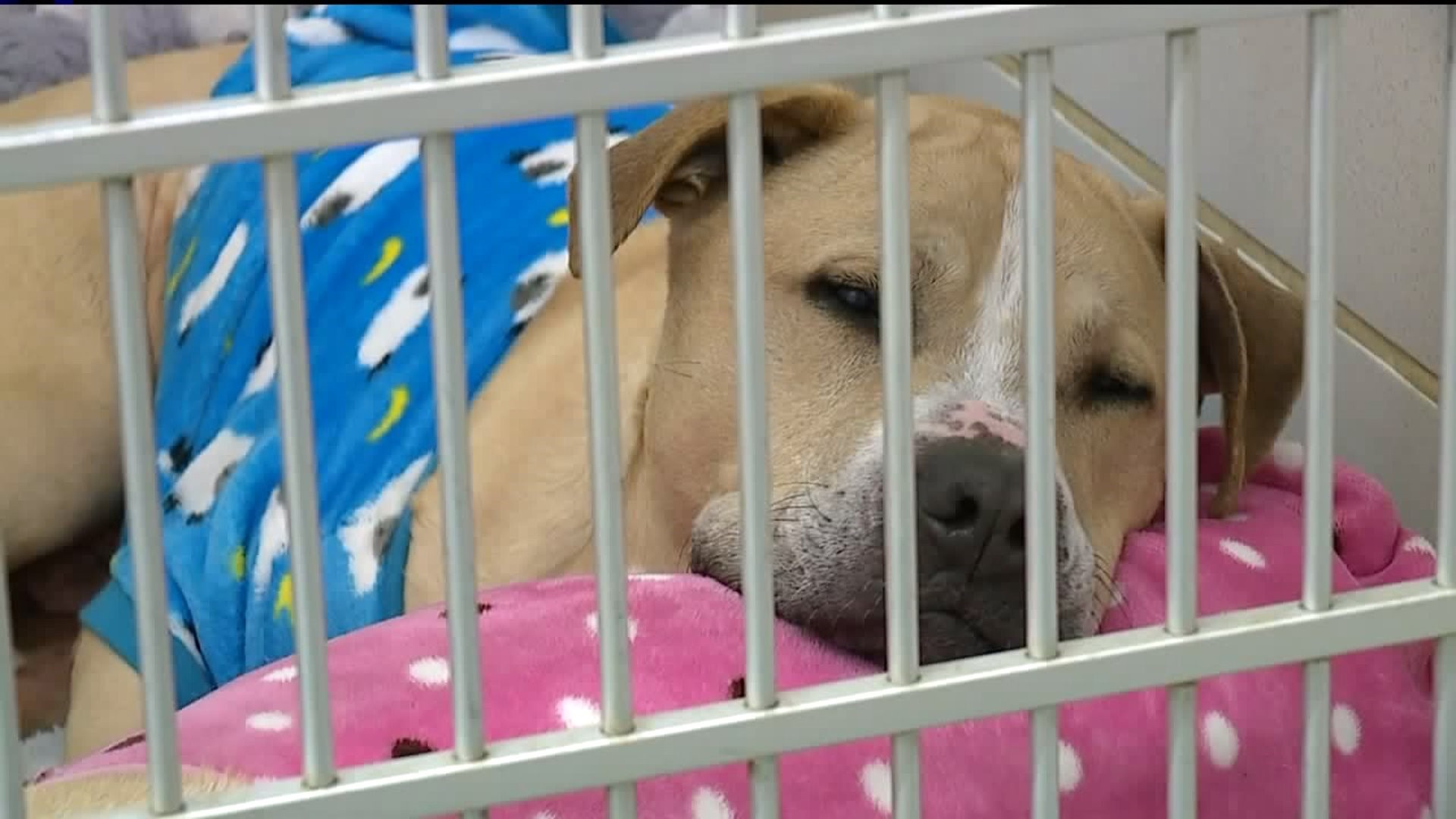 Shelter Workers Support Bill to Make Animal Cruelty Federal Crime