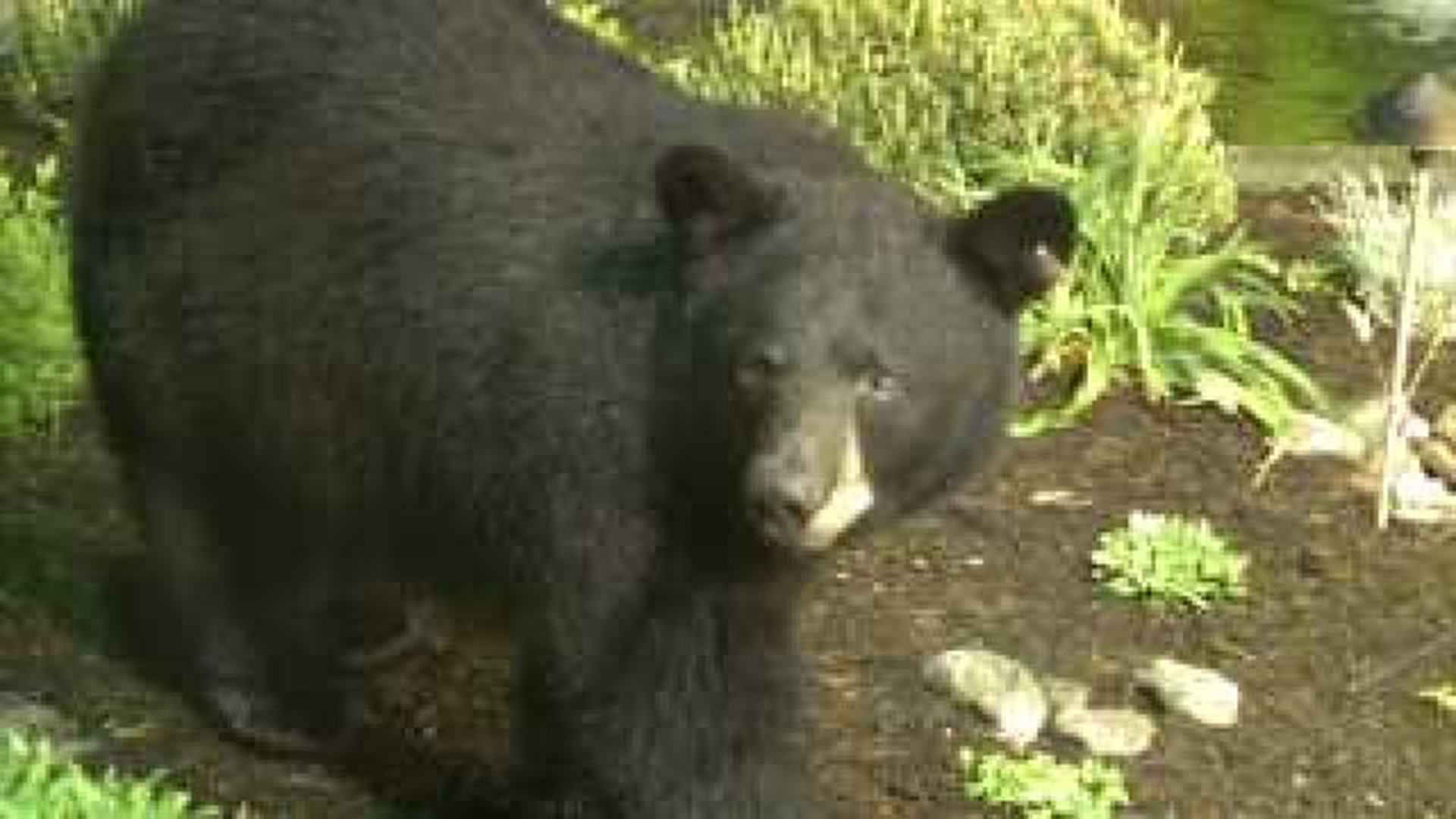 WNEP Backyard Bears (Raw Video)
