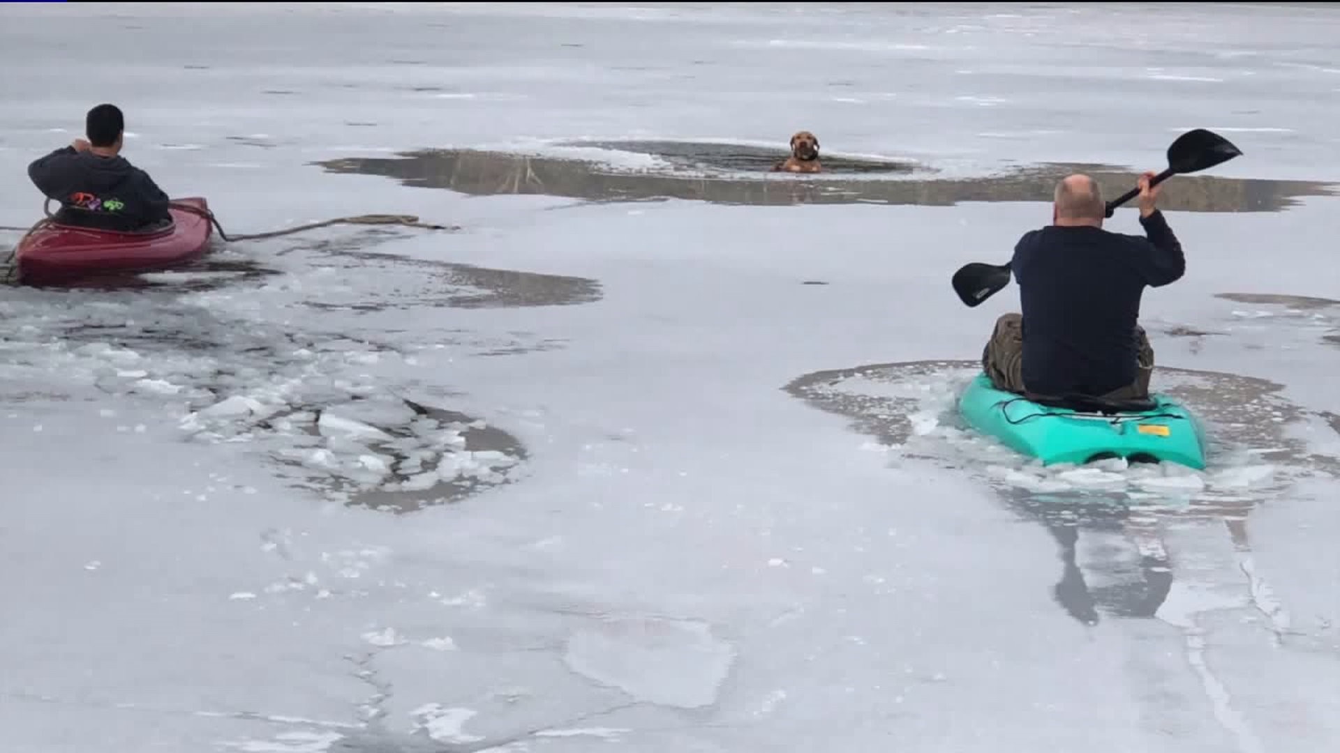 Family Dog Rescued from Icy Lake