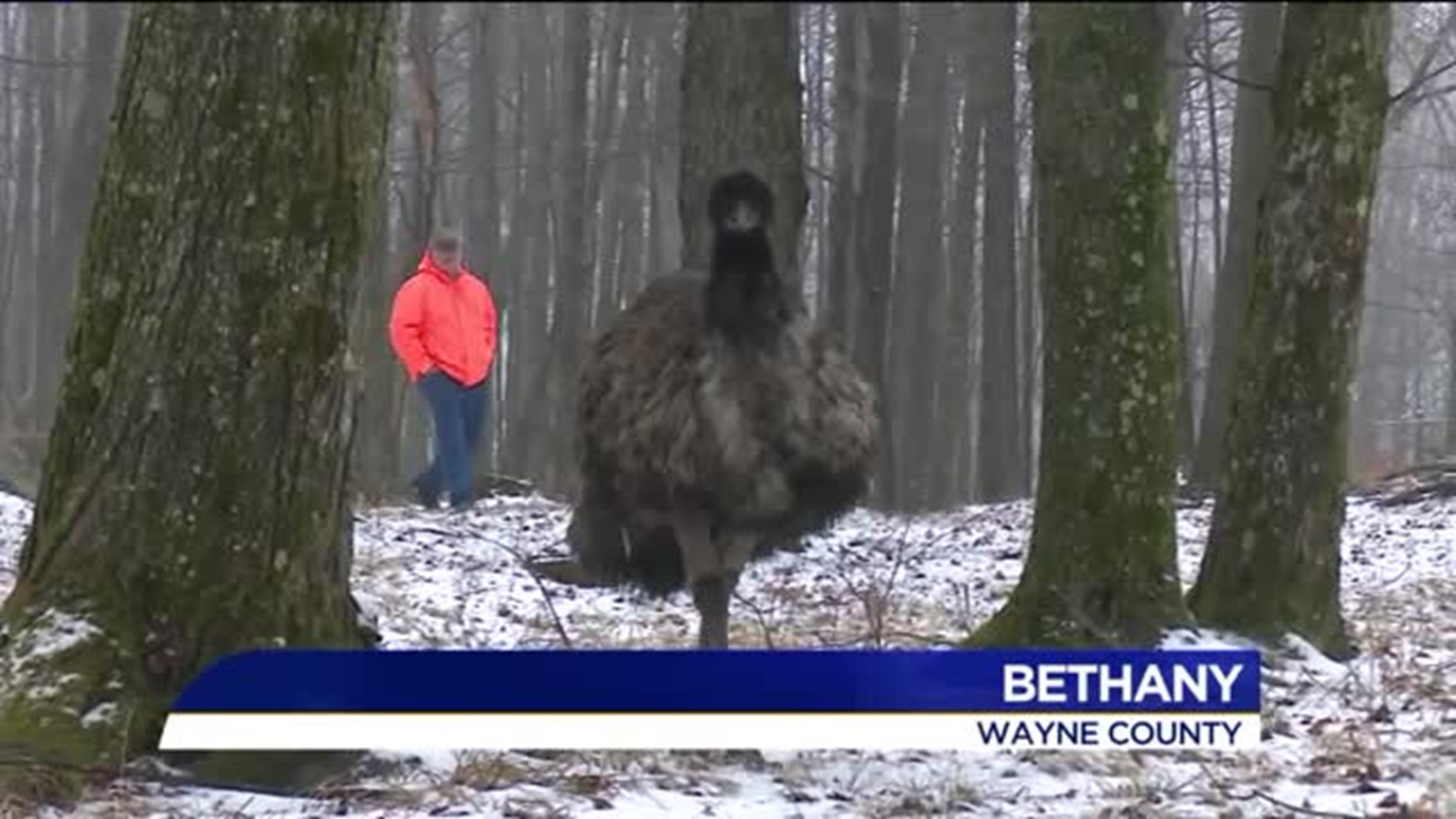 Wandering Wayne County Emu Spotted