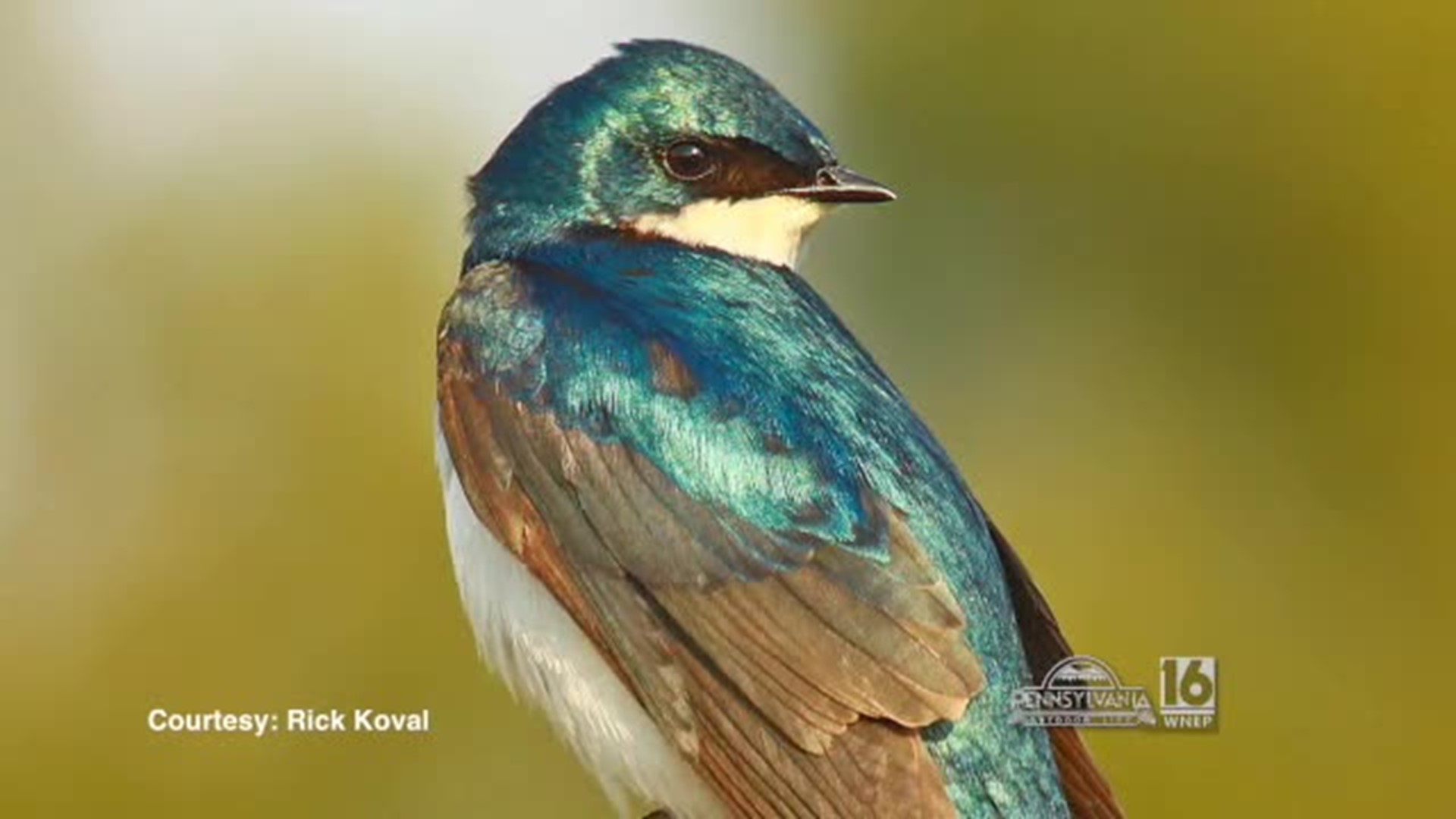 Tree Swallow Project