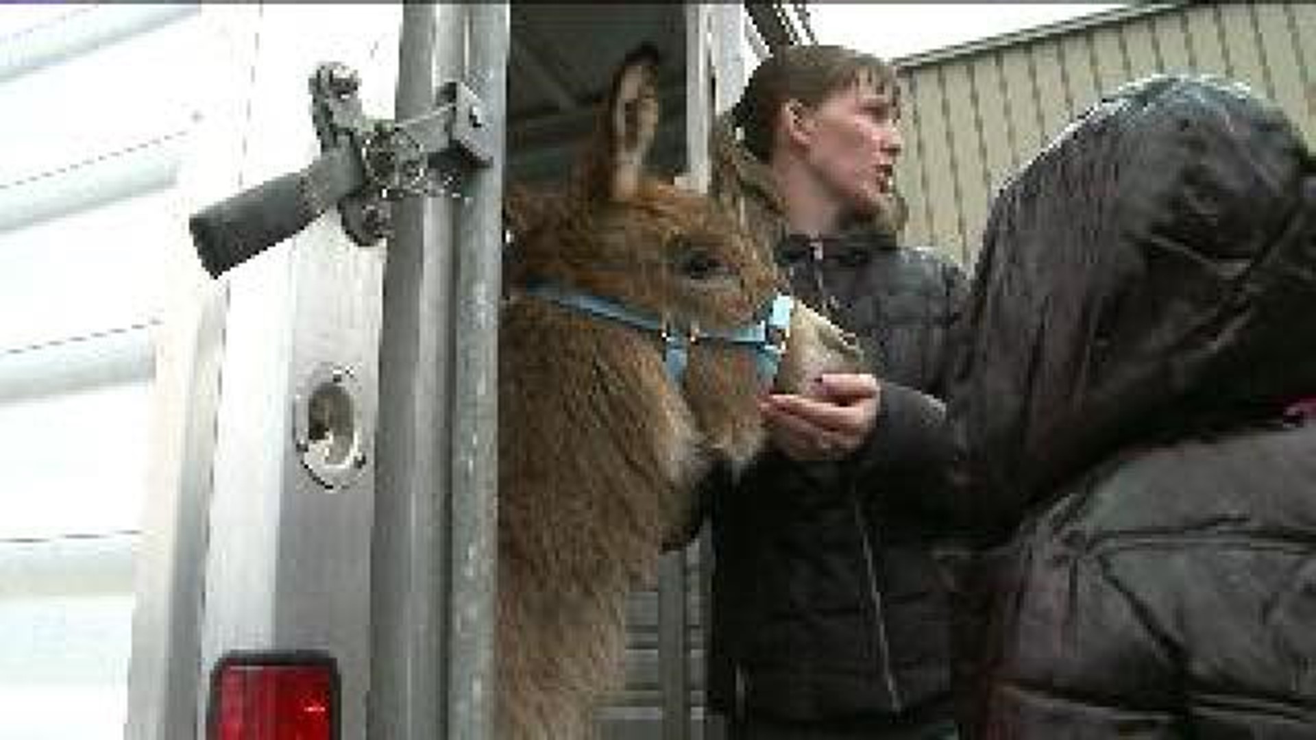 Company Helps Family After Pet Donkey Dies