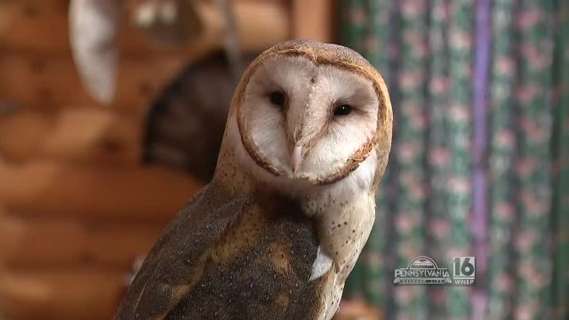 Susan Gallagher's Educational Barn Owl