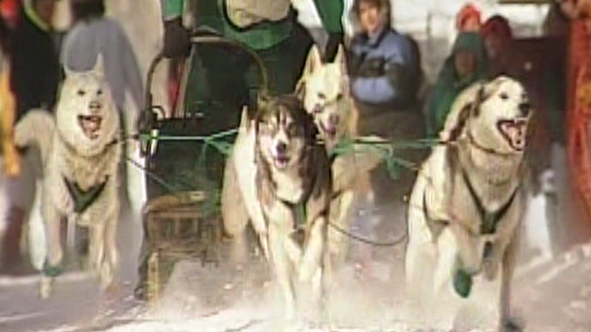 Sullivan County Sled Dog Racers