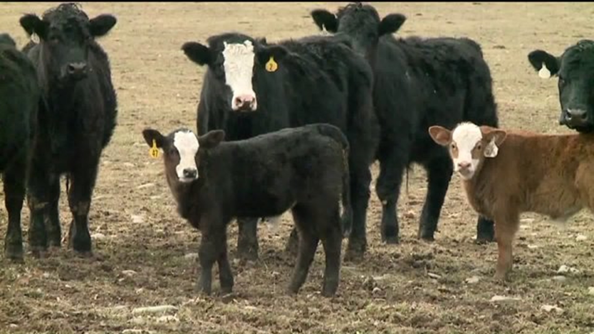 Baby Calf Stolen from Farm in Poconos