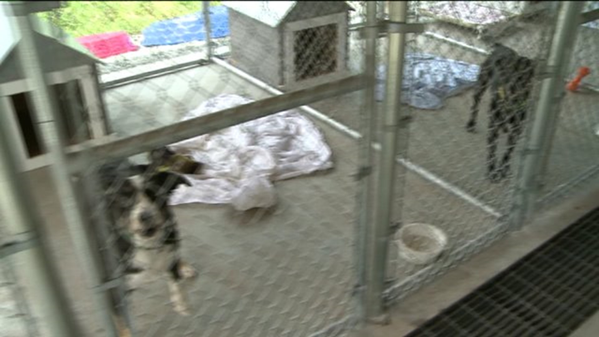 Animal Shelter May Be Forced To Close