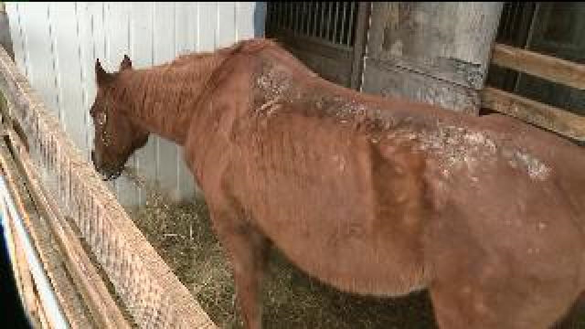 Four Face Animal Neglect Charges